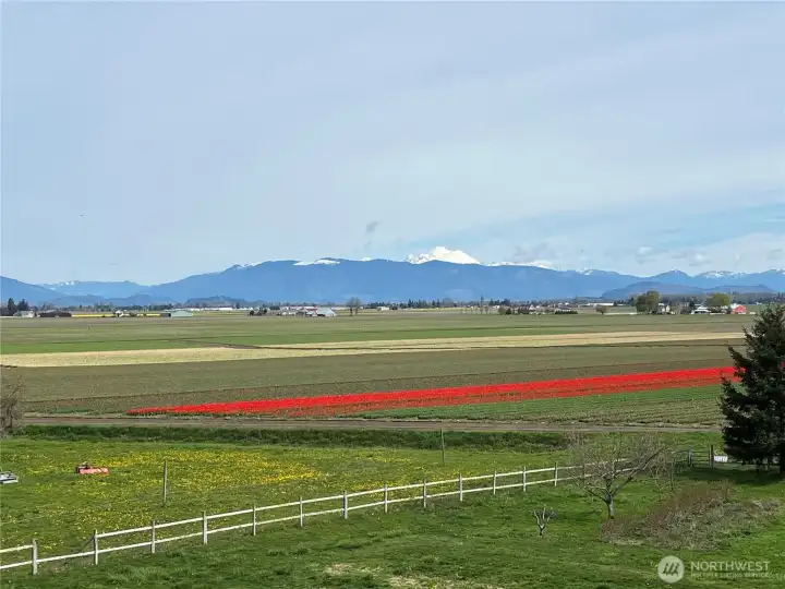 The tulip fields were visible from most every room...