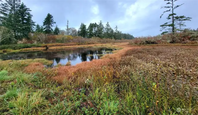 Natural vegetation and pond
