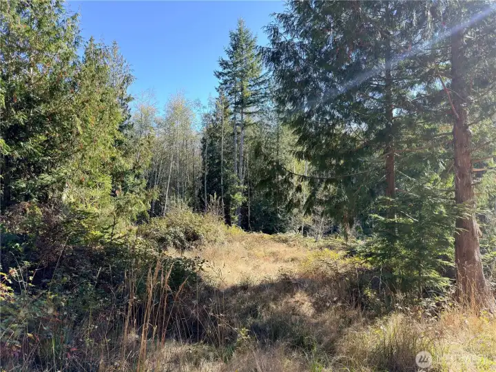 Just some basic brush clearing and this will be a great affordable homesite in the woods.
