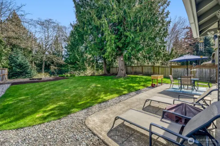 Backyard bordering greenbelt