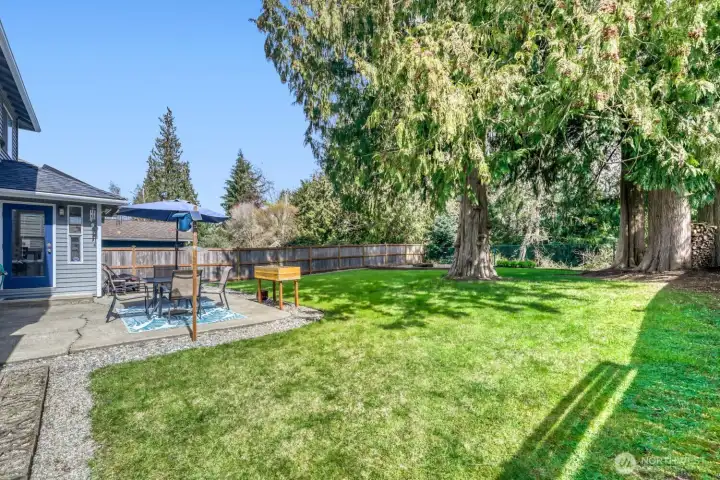 Backyard with Western Red Cedars