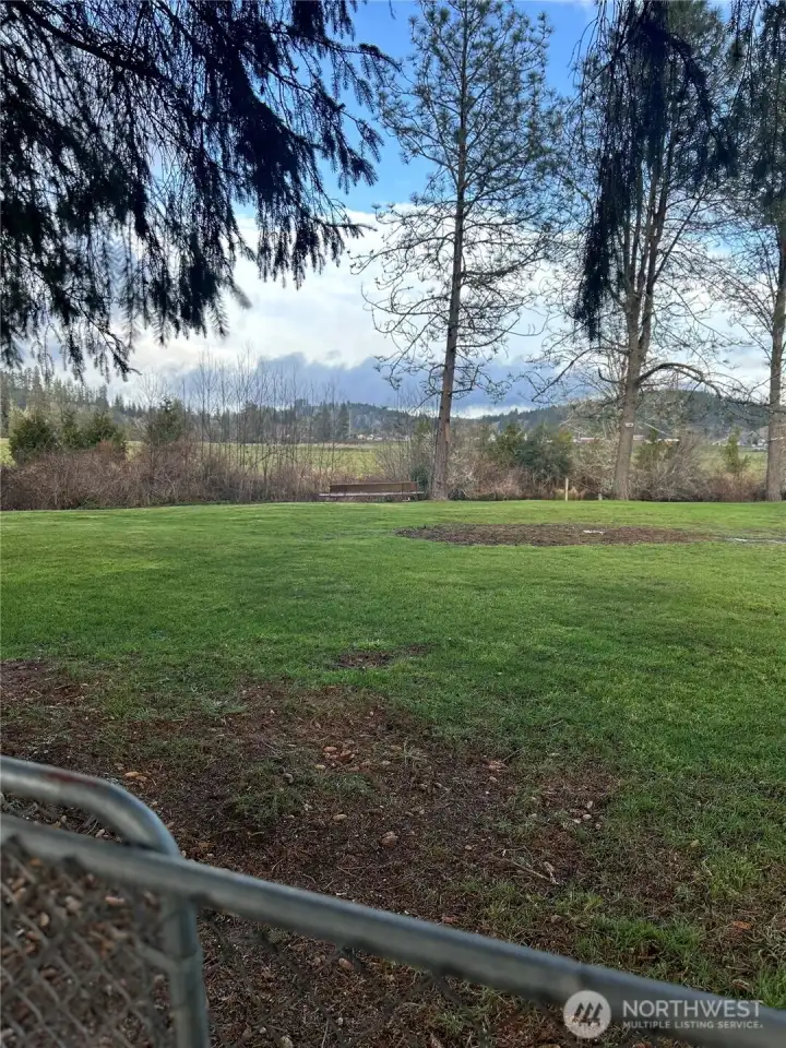 View from under old growth tree