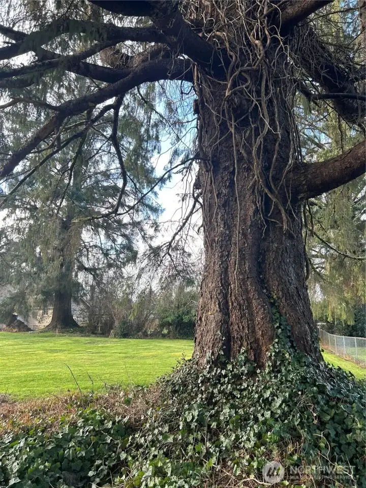 must be a 1000+ year old tree, gorgeous