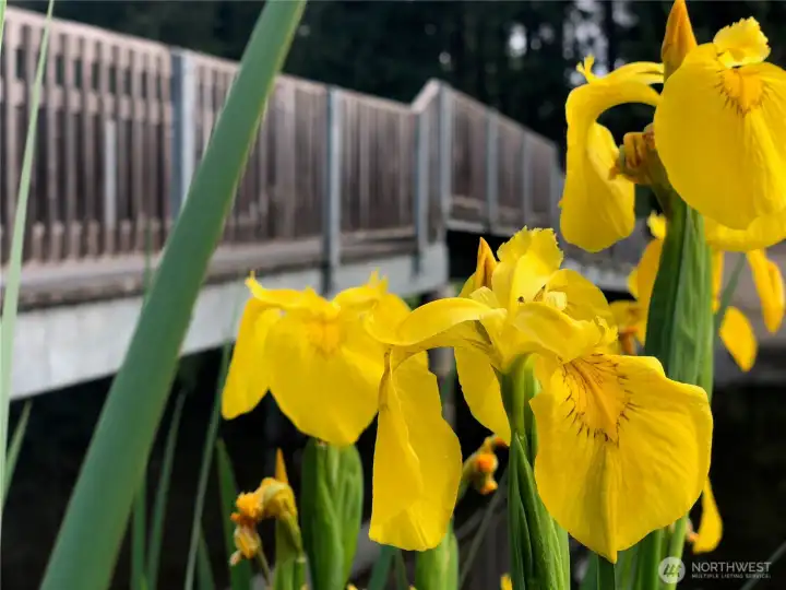 Yellow irises bloom along the water's edge near the community bridge that crosses Lake Debra Jane, adding seasonal color to the lake's natural beauty. Yellow irises bloom along the water's edge near the community bridge that crosses Lake Debra Jane, adding seasonal color to the lake's natural beauty.