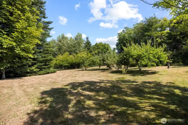 Ample Fruit Trees
