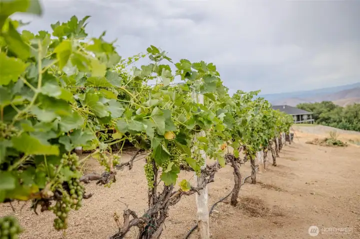 Mature Cab Sauv vines for potential private label