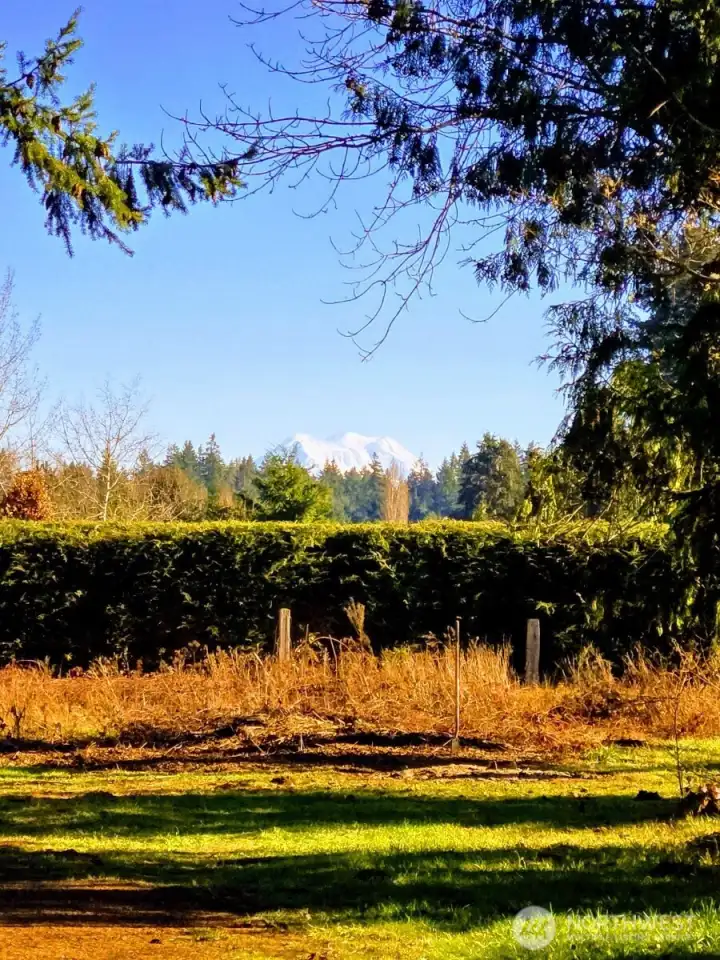 Gorgeous view from the property of Mt Rainier in the distance.