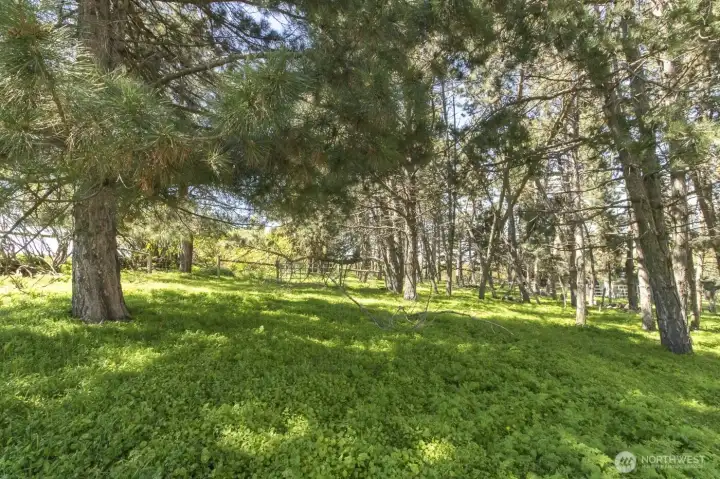Private wooded grove offering beauty, shade, and natural privacy.