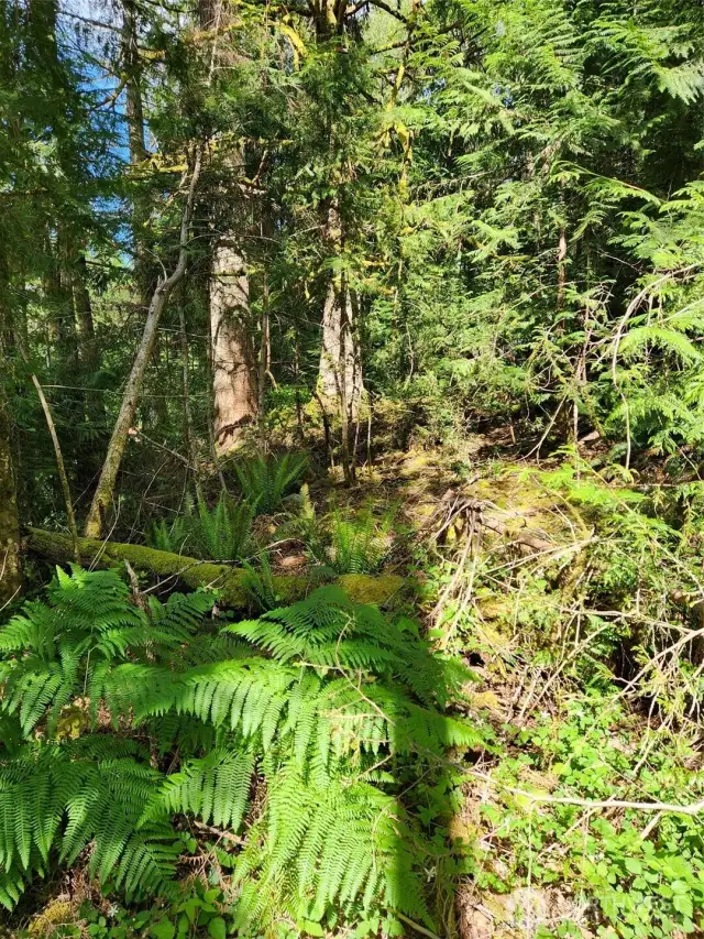 Perfect place to build. It on a bit of a slop. See the lake through the trees?