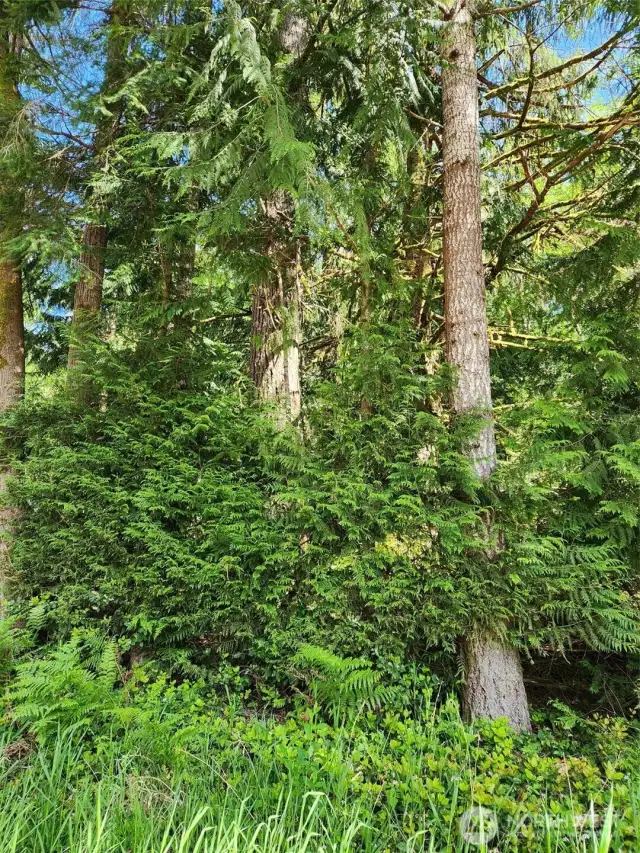 A couple of big trees! Nice and straight!