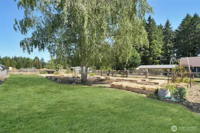 Raised garden beds provide plenty of room for growing your own vegetables and living off the land, grass been retouched