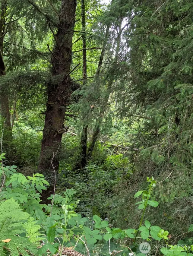 Nice natural setting