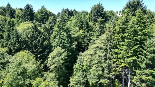 Evergreens
