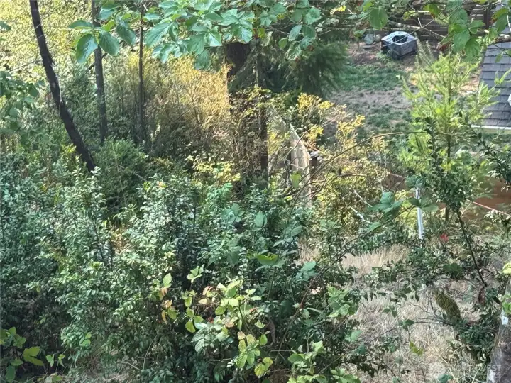Along easement and near fence line. Brush is thicker here.