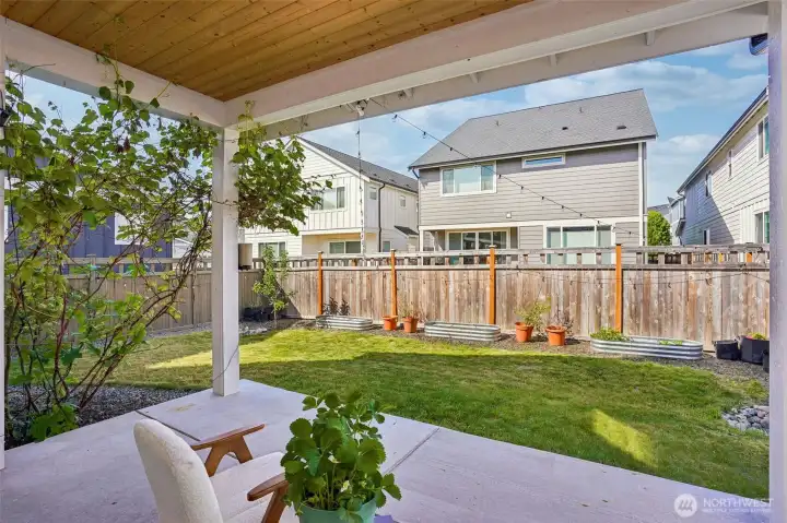 Mature grapevine adds charm and character to the backyard setting