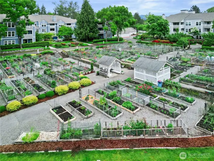 Community Garden Patch