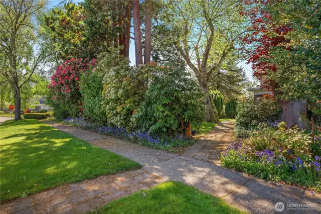 Street view with amazing mature flowering rhodies, camellias and more.