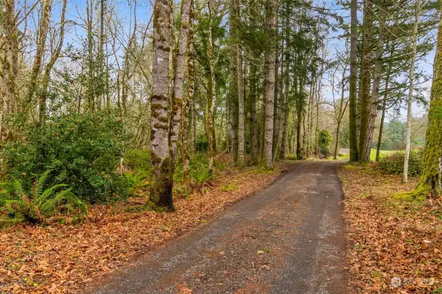 Long tree lined private driveway