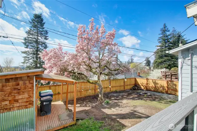 Beautiful flowering tree in huge backyard