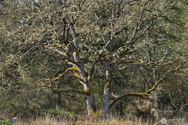Gary Oak Tree