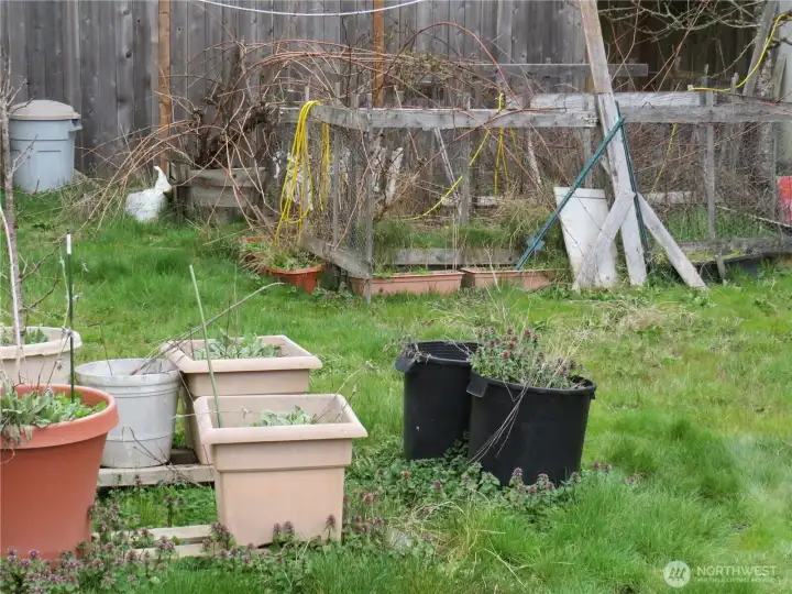 Garden area in the back yard