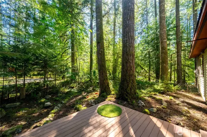 Dappled sunlight through the towering evergreens.