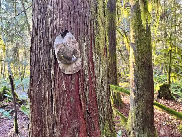 Cedar are peppered throughout the property.