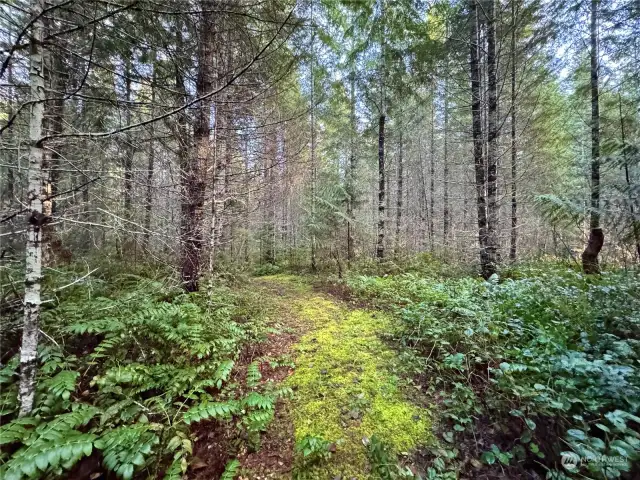 There's an old logging road that runs south to north between the valley on the upper 160 acres.