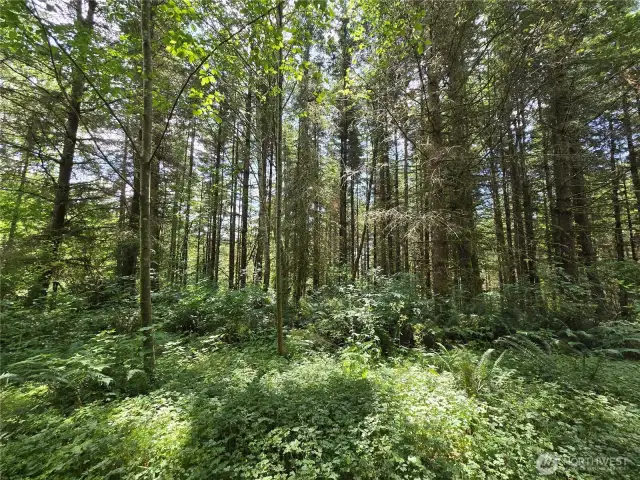 marketable timber - could use some thinning.