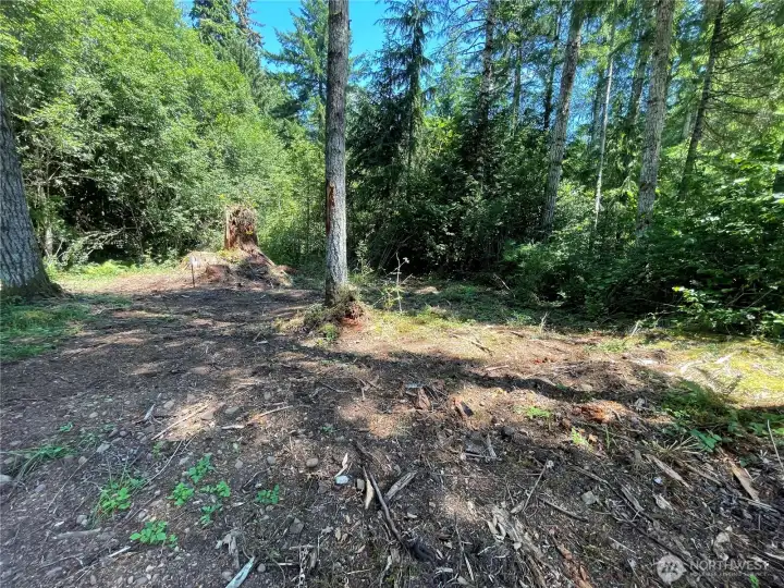 Backing up to some evergreens.