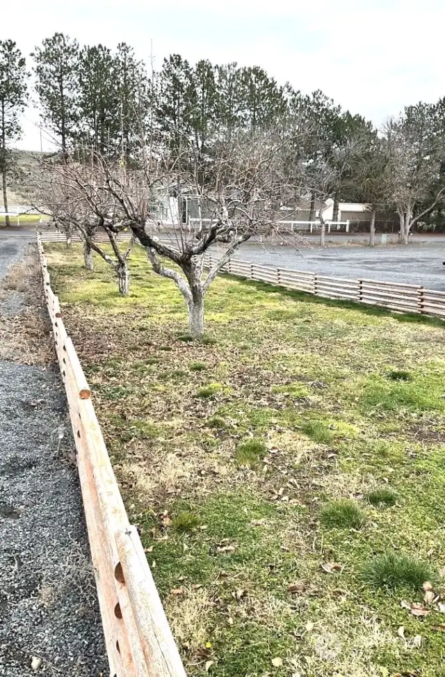 More Fruit trees on the front side yard.