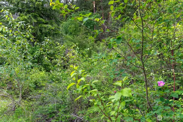 The diverse forest of native trees and shrubs support a myriad of wildlife and migratory birds.
