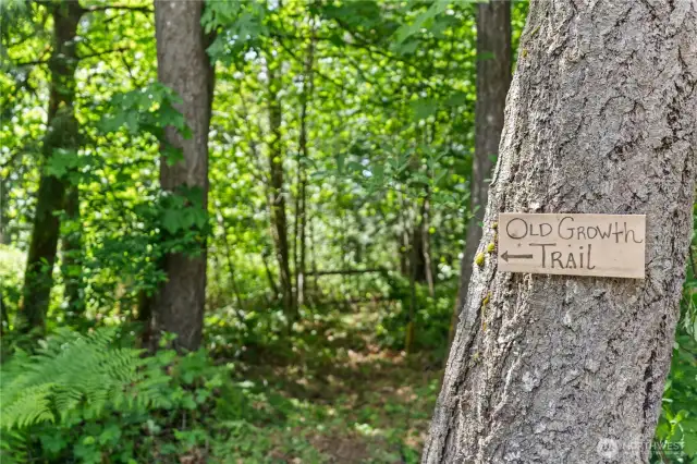 Private on-property nature trail leads through lush greenery to a majestic old-growth tree—an enchanting and rare feature that offers endless outdoor adventures right in your backyard. Ideal for children to explore, play, and connect with nature. This peaceful wooded path adds charm, serenity, and a unique natural amenity that sets this home apart.