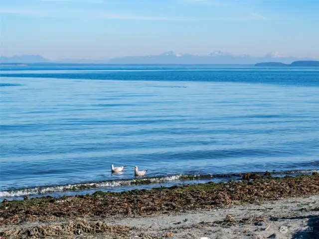 The beach and nearby estuary are perfect for birdwatching. See seagulls, bald eagles, herons, and more.