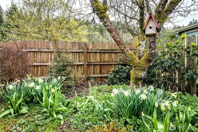 Backyard/Fruit Trees