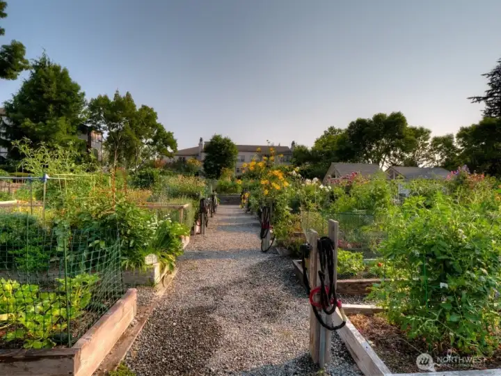 Pea Patch