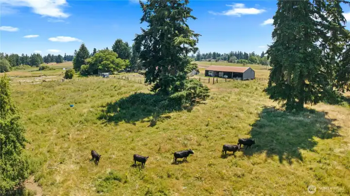 COWS! You have the ultimate right to yell "COWS" when you see these Kobe cows! Seller has had up to 22 COWS on the property at one time.