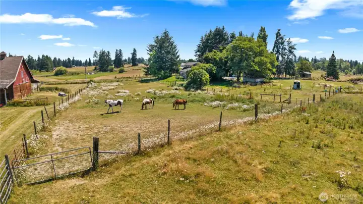 Horses! Sugar, Chief and the other one! Please don't feed them, but you can definitely gaze upon them!