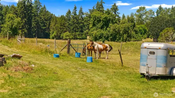 Horses!