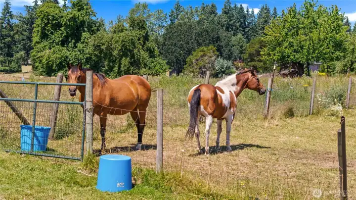 Horses!
