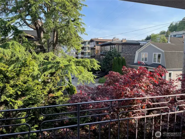 Lovely Maple tree adds a layer of serenity & privacy
