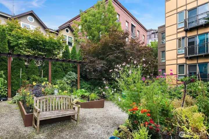 Pea patch - you can reserve your section and test your green thumb.