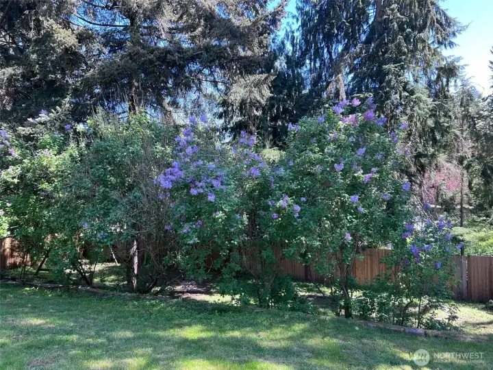 Beautiful lilacs in bloom