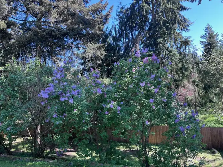 Lilacs close up