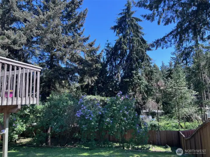 Lilacs on right side of backyard