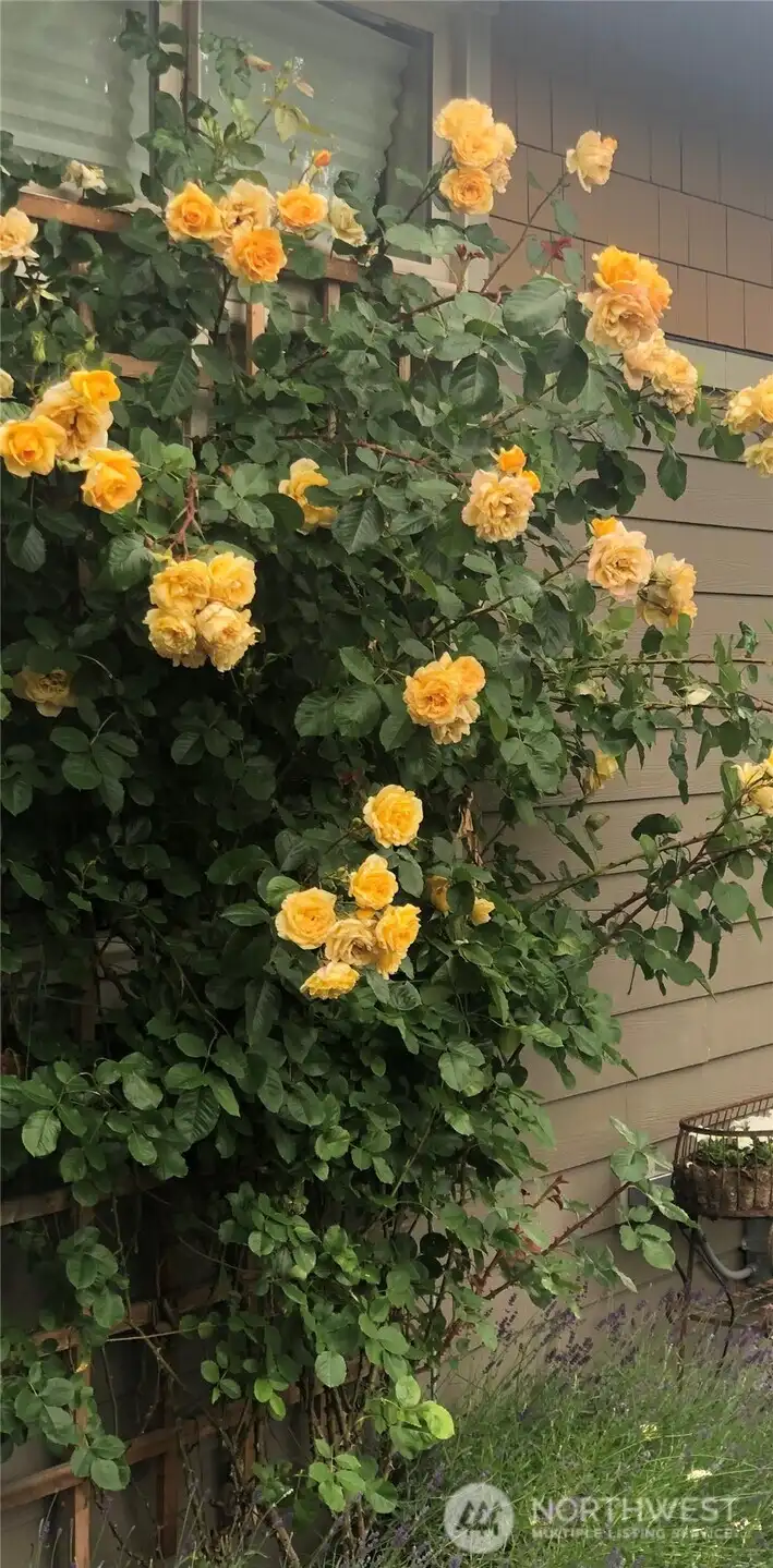 Garden in bloom