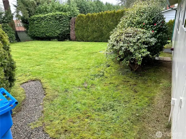 Back Yard