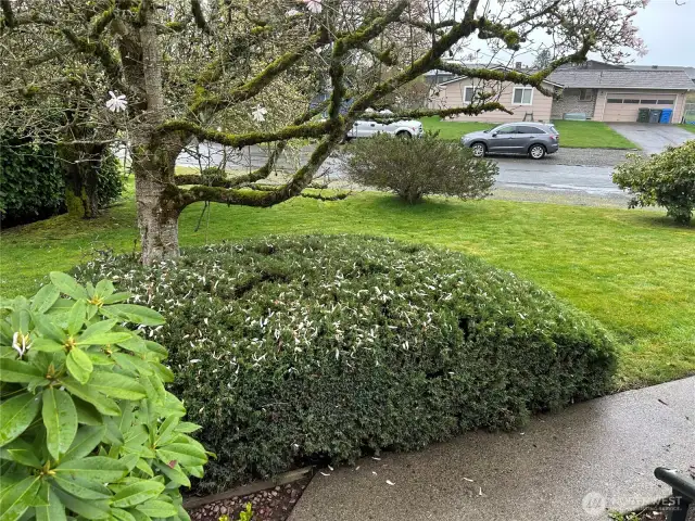 Part Of The Front Yard With Mature Landscaping