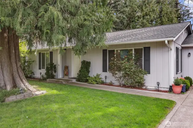 Large cedar tree provides beauty and shade