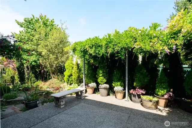 The custom made trellis holds this beautiful Wysteria tree and offers welcome shade on hotter days.